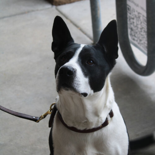 Hera, an adoptable Australian Cattle Dog / Blue Heeler in Grand Junction, CO, 81503 | Photo Image 4