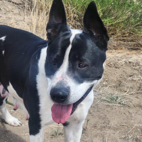 Hera, an adoptable Australian Cattle Dog / Blue Heeler in Grand Junction, CO, 81503 | Photo Image 5