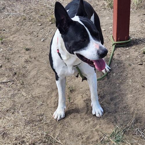 Hera, an adoptable Australian Cattle Dog / Blue Heeler in Grand Junction, CO, 81503 | Photo Image 5