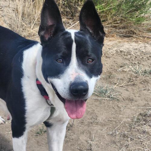 Hera, an adoptable Australian Cattle Dog / Blue Heeler in Grand Junction, CO, 81503 | Photo Image 6