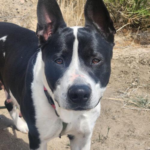 Hera, an adoptable Australian Cattle Dog / Blue Heeler in Grand Junction, CO, 81503 | Photo Image 6