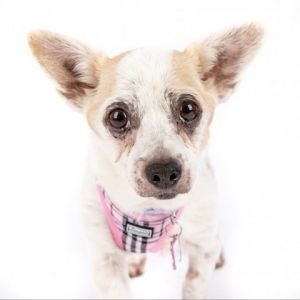 Tilly 11794 Chihuahua Dog