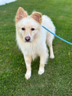 Meet Sarge a charming 3-year-old Golden RetrieverCollie mix weighing about 42 