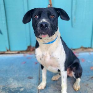 TUXEDO JOE Pit Bull Terrier Dog