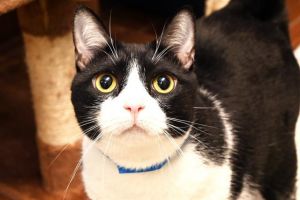 This tuxedo beauty was brought to the shelter when his owner was evicted from he