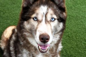 Meet Logan a 7-year-old Siberian husky who is sweet vocal and full of energy Hes eager to get o