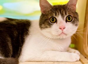 Milo is a handsome white and gray kitty with expressive hazel-green eyes He takes a few minutes to 