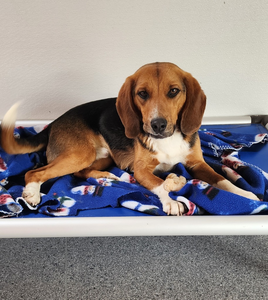 RAMBLE, an adoptable Beagle in Hartville, WY, 82215 | Photo Image 1