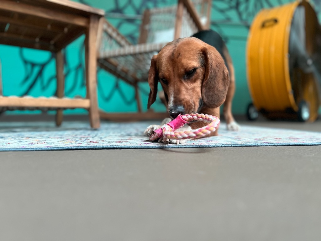 RAMBLE, an adoptable Beagle in Hartville, WY, 82215 | Photo Image 2