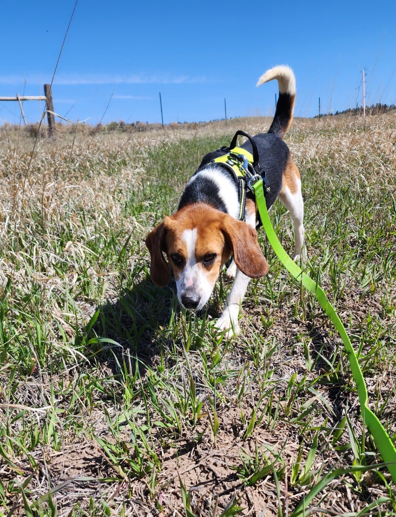 JOURNEY, an adoptable Beagle in Hartville, WY, 82215 | Photo Image 3
