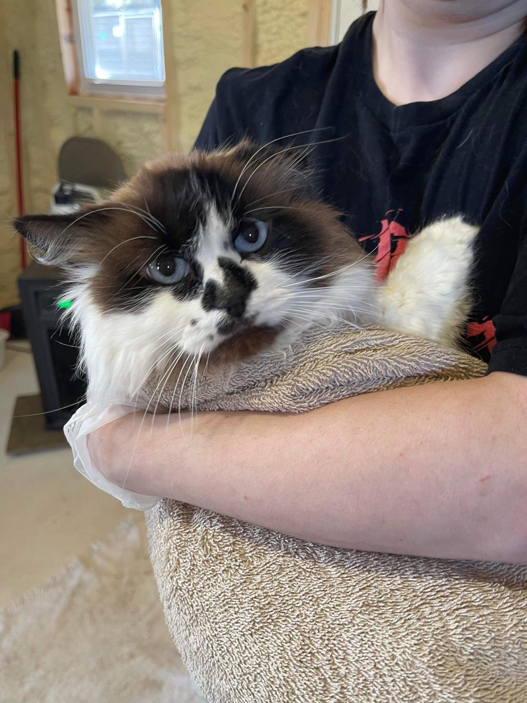 Sassy, an adoptable Domestic Long Hair in Park Falls, WI, 54552 | Photo Image 1