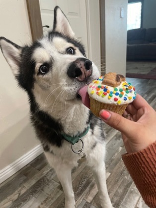 Greyson, an adoptable Siberian Husky, Alaskan Malamute in Caldwell, ID, 83607 | Photo Image 1