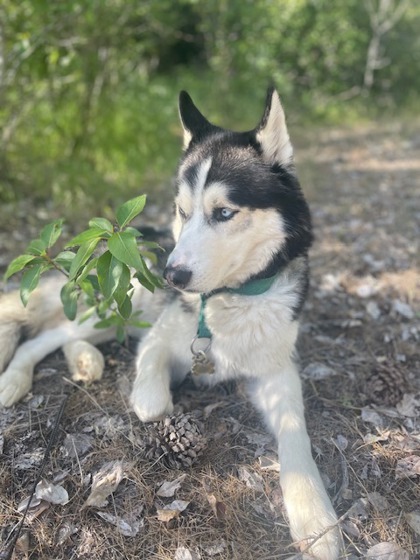 Greyson, an adoptable Siberian Husky, Alaskan Malamute in Caldwell, ID, 83607 | Photo Image 2