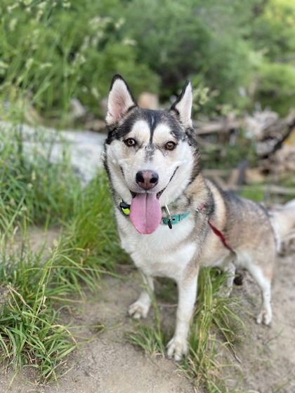 Sasha, an adoptable Siberian Husky, Mixed Breed in Caldwell, ID, 83607 | Photo Image 1