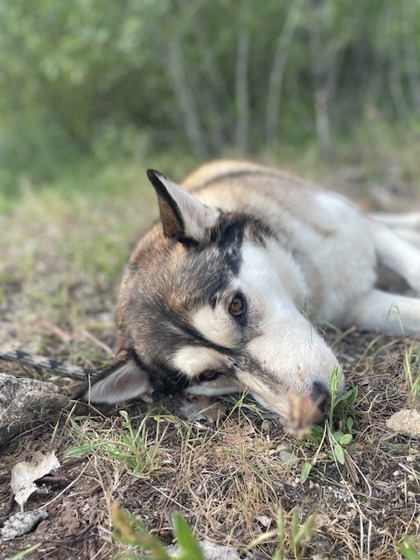 Sasha, an adoptable Siberian Husky, Mixed Breed in Caldwell, ID, 83607 | Photo Image 2