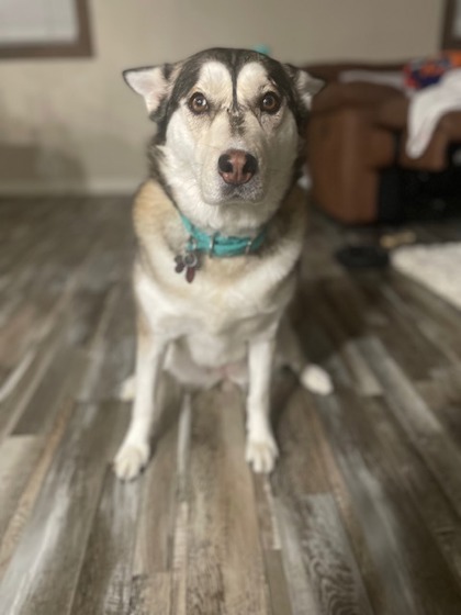 Sasha, an adoptable Siberian Husky, Mixed Breed in Caldwell, ID, 83607 | Photo Image 3