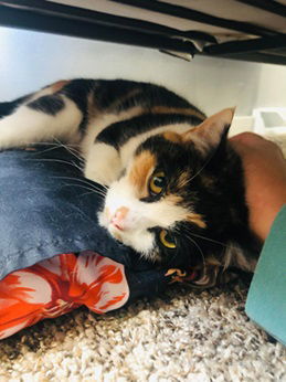 Callie: In Foster