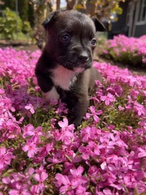 Betty Pearson Chihuahua Dog