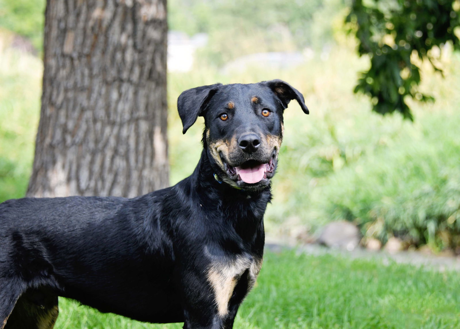 Marcellus, an adoptable Rottweiler in Salt Lake City, UT, 84171 | Photo Image 1