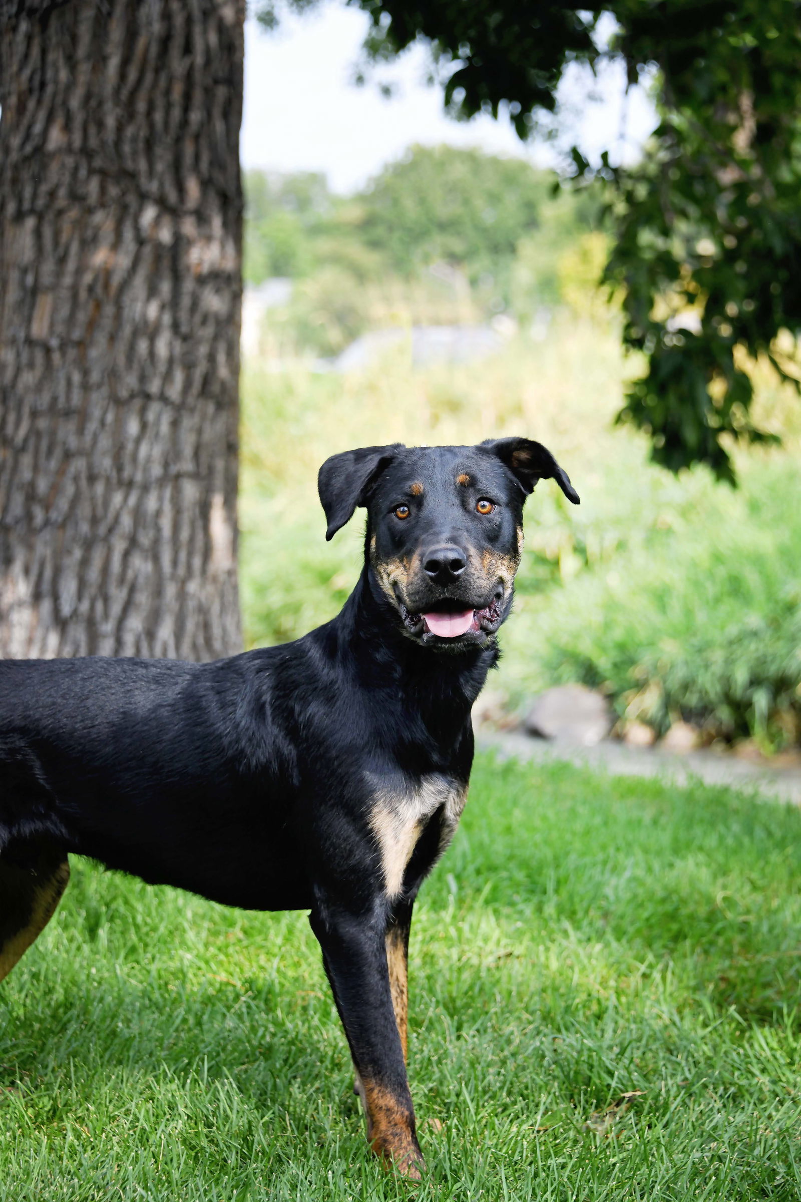 Marcellus, an adoptable Rottweiler in Salt Lake City, UT, 84171 | Photo Image 2