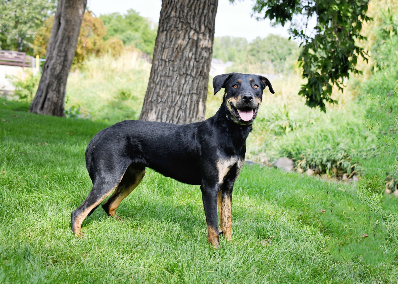 Marcellus, an adoptable Rottweiler in Salt Lake City, UT, 84171 | Photo Image 3