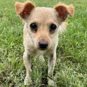 Ambra is a petite 15-year-old short-haired Chihuahua weighing 7 pounds She was found as a stray la