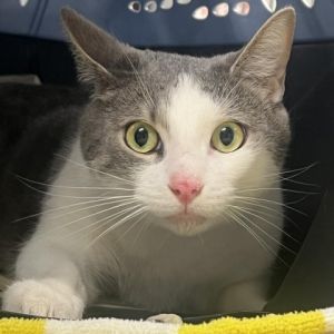 Reno is a delightful 2-year-10-month-old grey and white male cat This charming feline enjoys explor