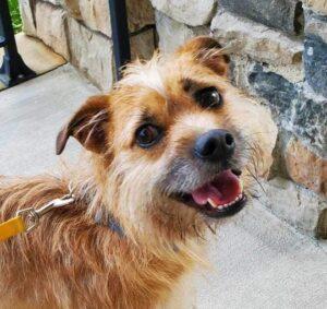 Harley, an adoptable Terrier in Raleigh, NC, 27609 | Photo Image 3