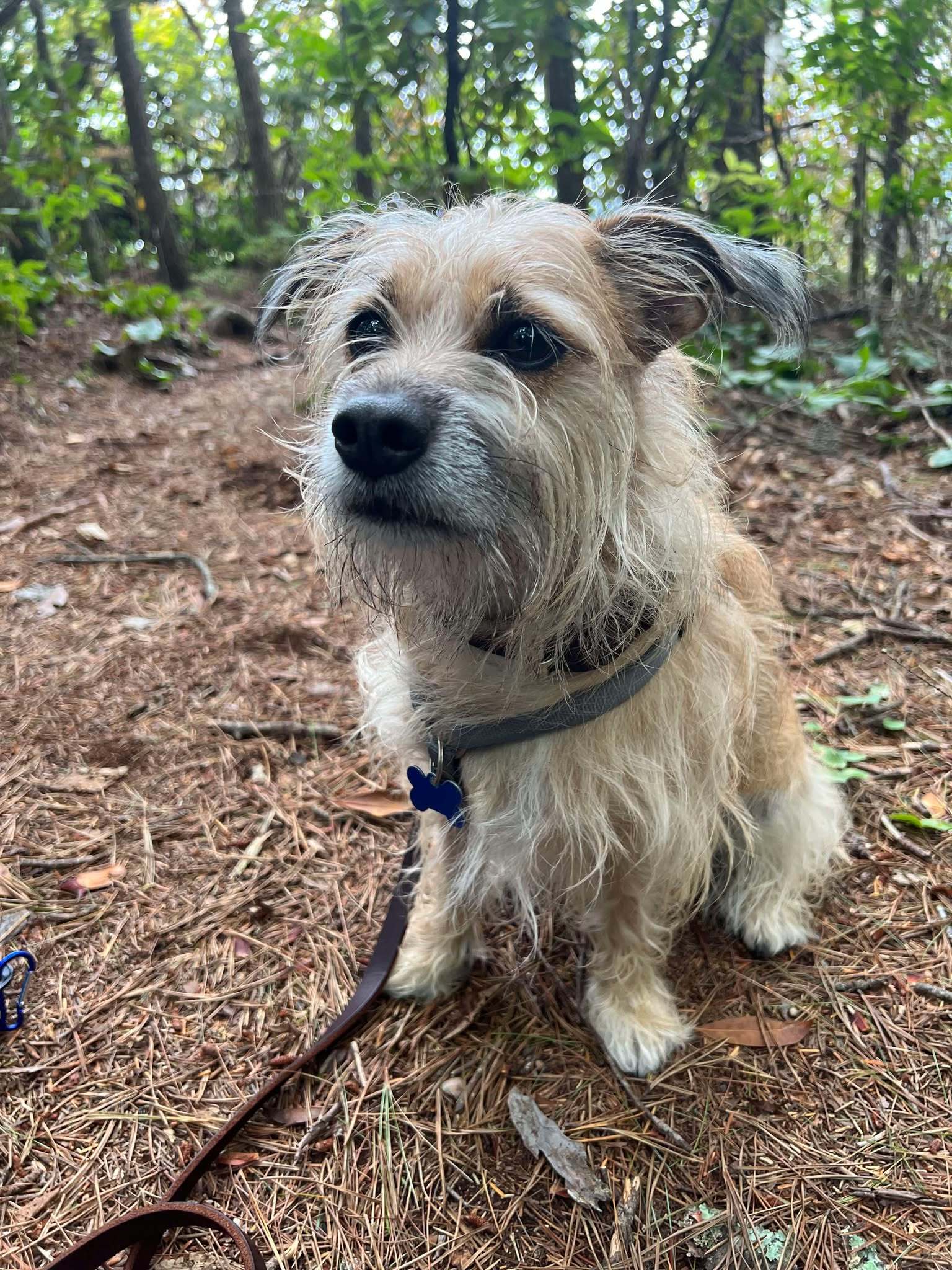 Harley, an adoptable Terrier in Raleigh, NC, 27609 | Photo Image 5