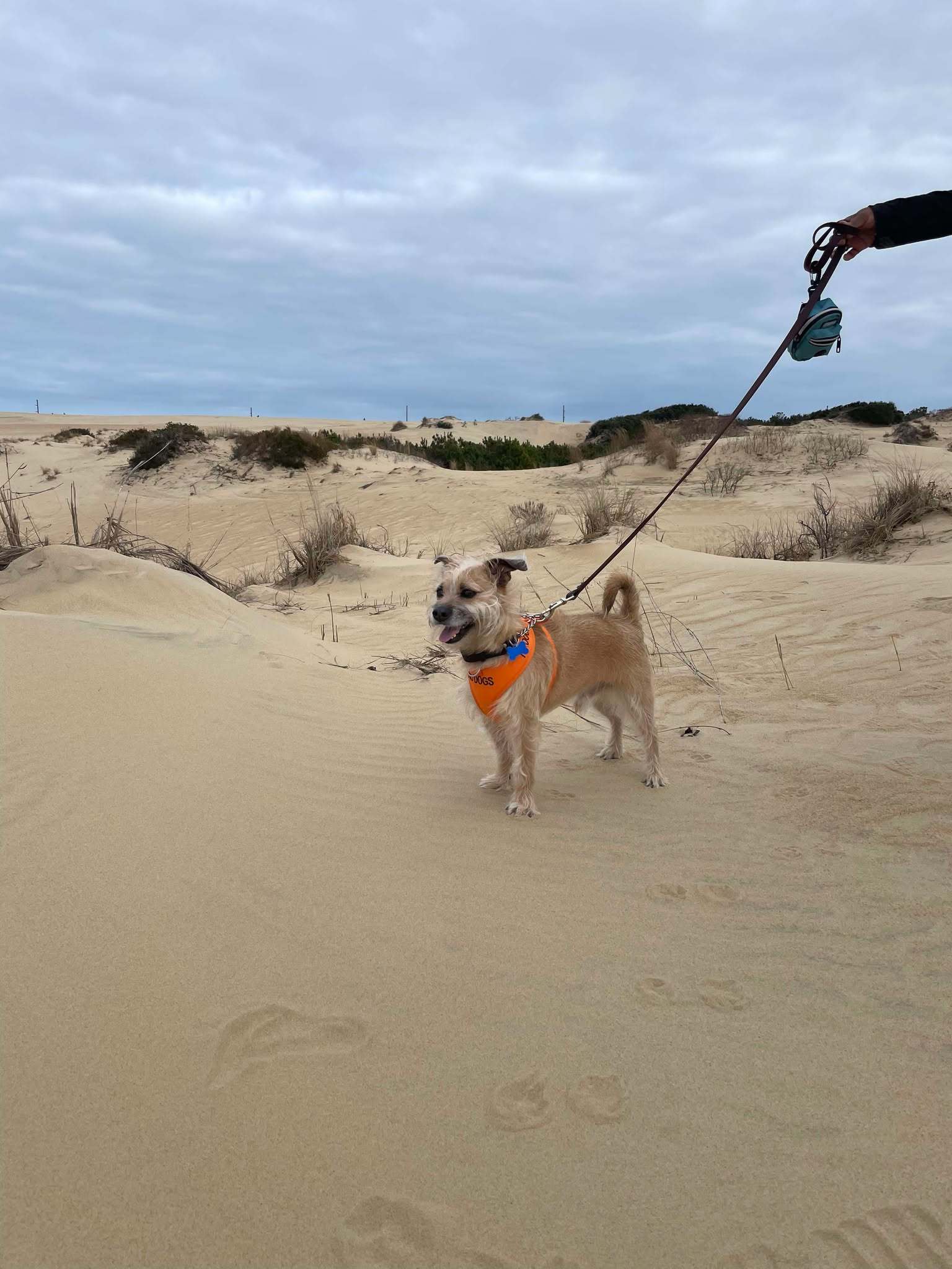 Harley, an adoptable Terrier in Raleigh, NC, 27609 | Photo Image 6