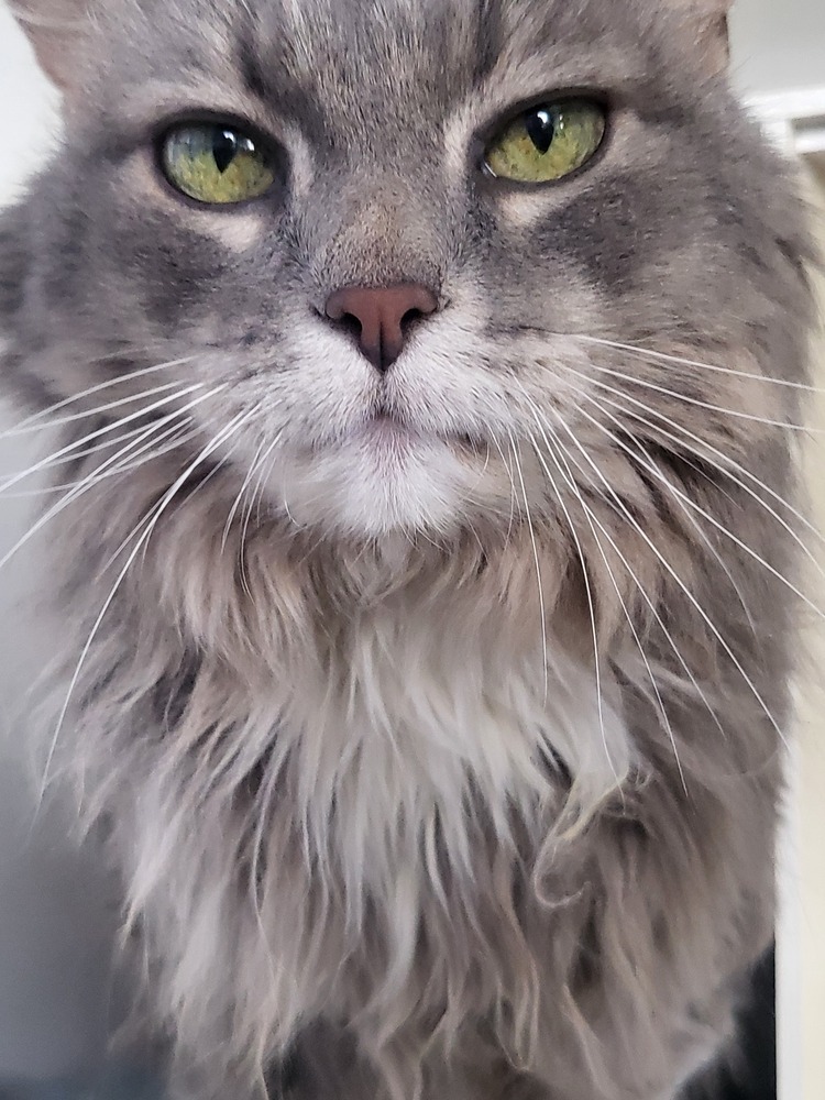 Squirrel, an adoptable Ragdoll, Domestic Short Hair in Leadville, CO, 80461 | Photo Image 2