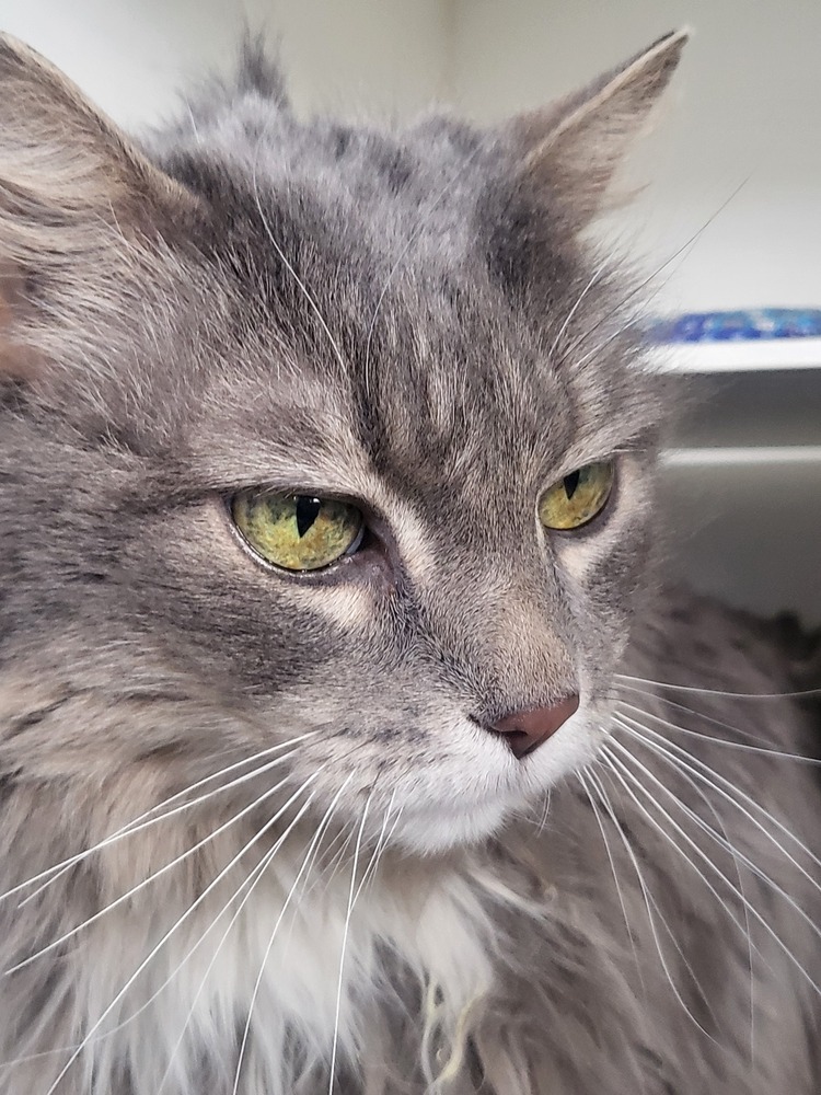 Squirrel, an adoptable Ragdoll, Domestic Short Hair in Leadville, CO, 80461 | Photo Image 3