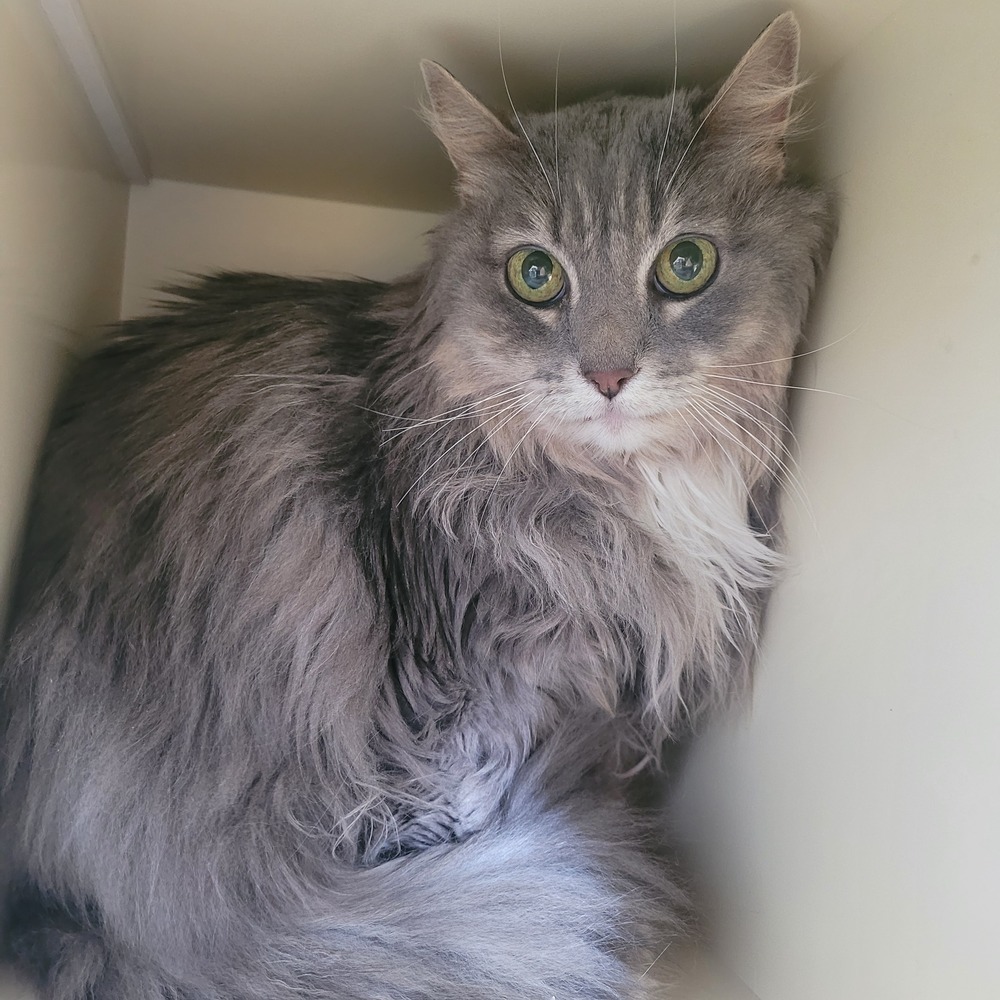 Squirrel, an adoptable Ragdoll, Domestic Short Hair in Leadville, CO, 80461 | Photo Image 5