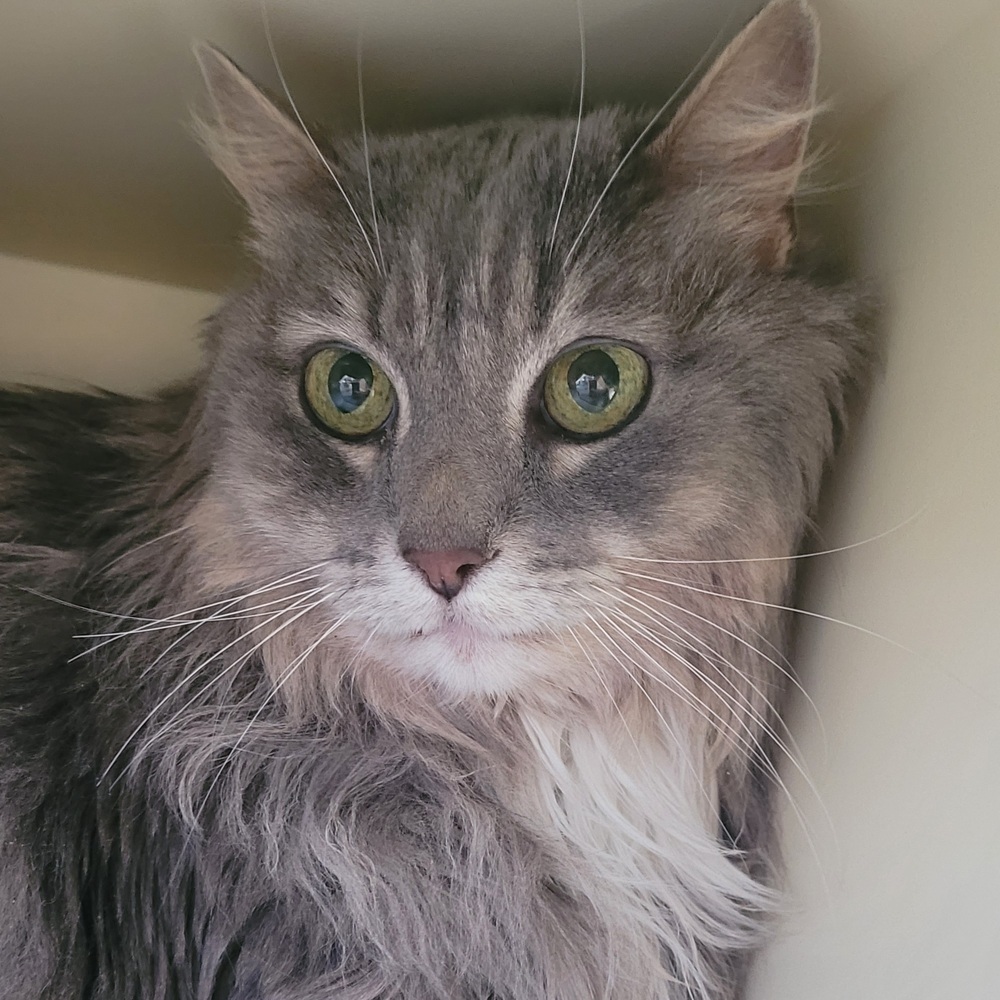 Squirrel, an adoptable Ragdoll, Domestic Short Hair in Leadville, CO, 80461 | Photo Image 6