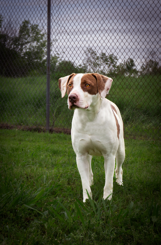 Peaches, an adoptable Mixed Breed in Scott, LA, 70583 | Photo Image 2