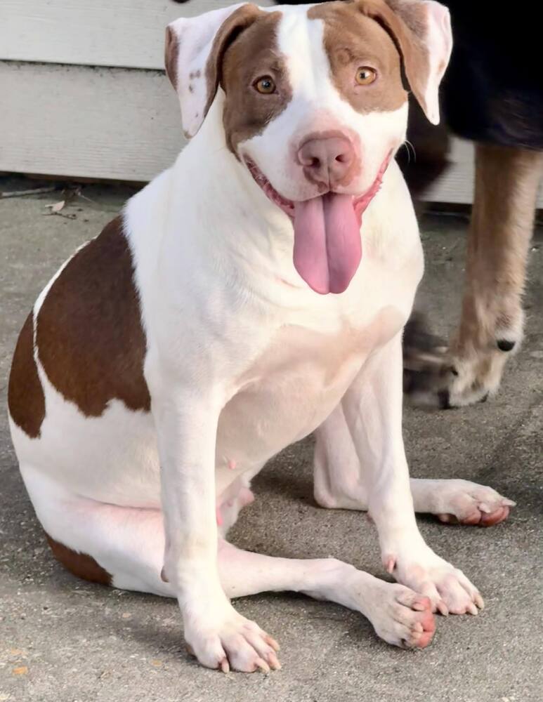 Peaches, an adoptable Mixed Breed in Scott, LA, 70583 | Photo Image 4