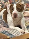 Peaches photo 6