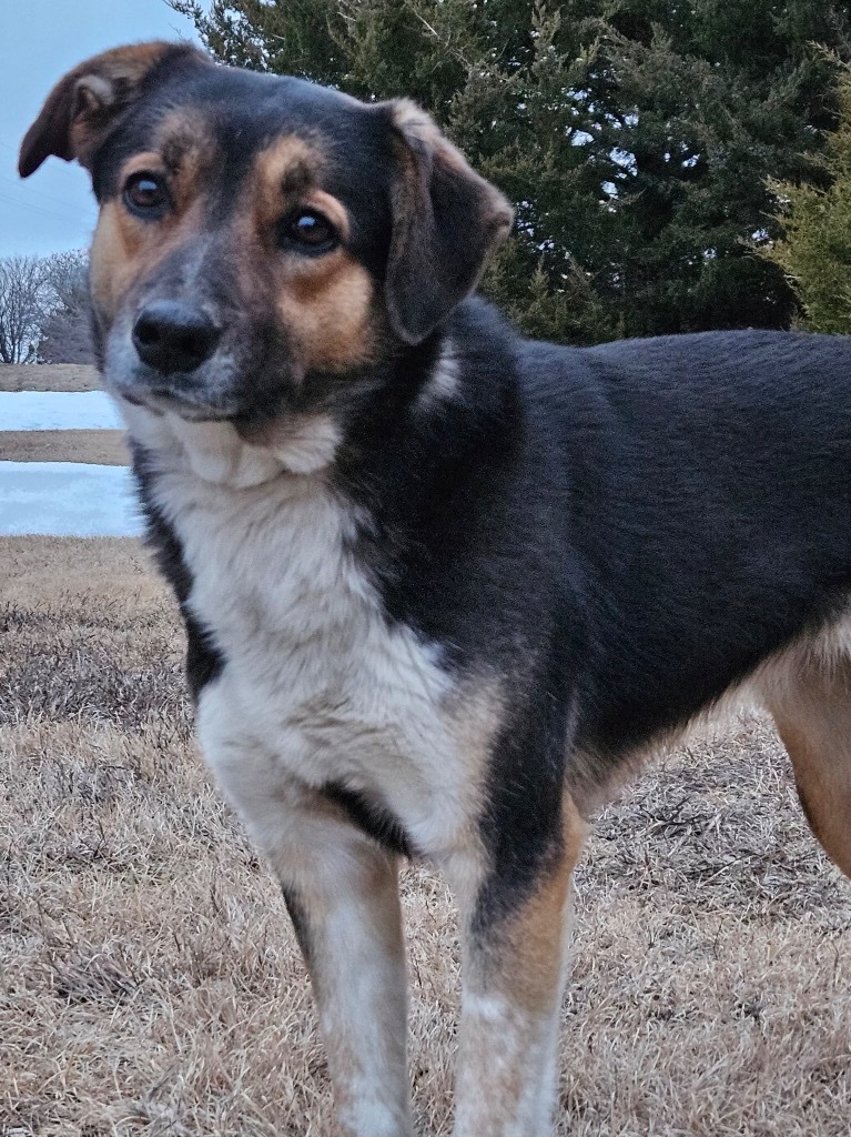 Mecha, an adoptable Australian Shepherd, German Shepherd Dog in Pratt, KS, 67124 | Photo Image 1