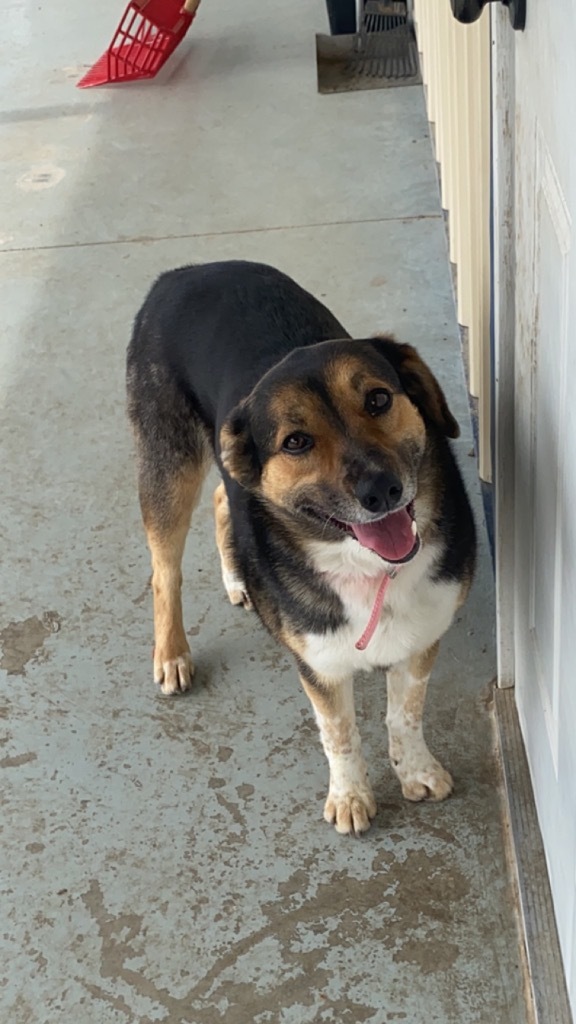 Mecha, an adoptable Australian Shepherd, German Shepherd Dog in Pratt, KS, 67124 | Photo Image 2