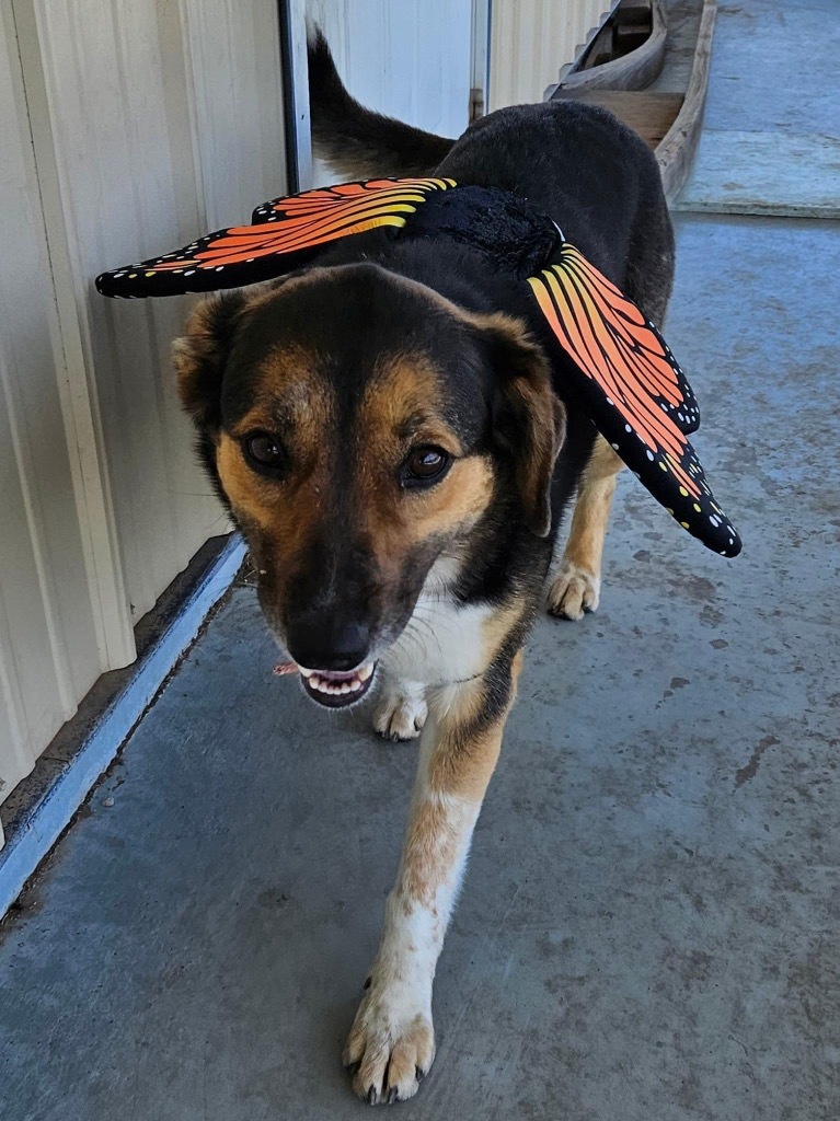 Mecha, an adoptable Australian Shepherd, German Shepherd Dog in Pratt, KS, 67124 | Photo Image 3