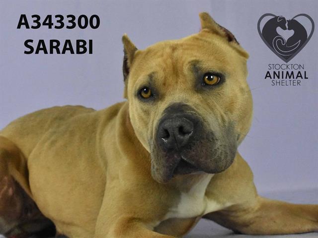 SARABI 1