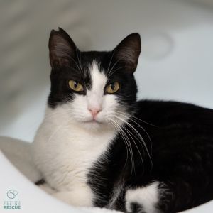 Thank you for choosing adoption and making a rescued kitty part of your family 