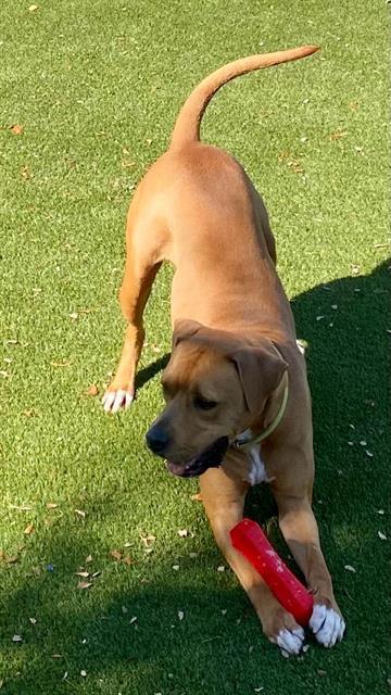 DANTE, an adoptable American Bulldog, Mixed Breed in Miami, FL, 33122 | Photo Image 1