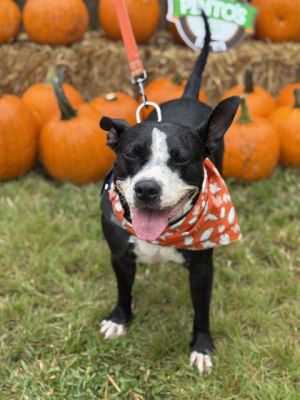 Im Mama a sweet and spirited girl bursting with playful energy Im house-trained friendly with pe