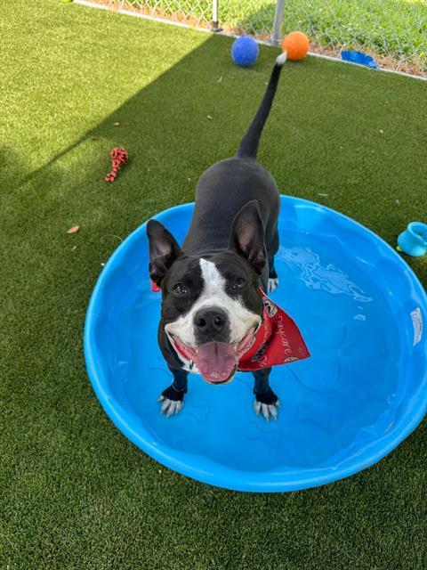 MAMA, an adoptable American Bulldog in Miami, FL, 33122 | Photo Image 1
