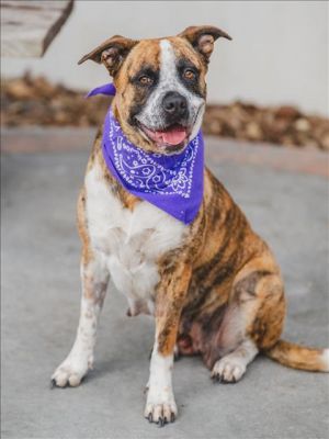 CHEYENNE American Bulldog Dog