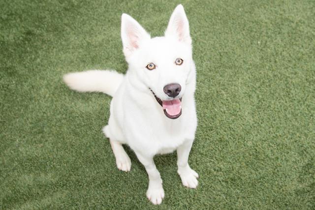 RODGER, an adoptable Jindo, Mixed Breed in Santa Monica, CA, 90404 | Photo Image 1