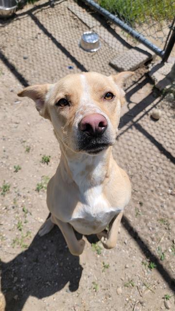 FREYA, an adoptable Pit Bull Terrier, German Shepherd Dog in Casper, WY, 82601 | Photo Image 1