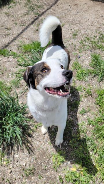 JAX, an adoptable Border Collie, Mixed Breed in Casper, WY, 82601 | Photo Image 1