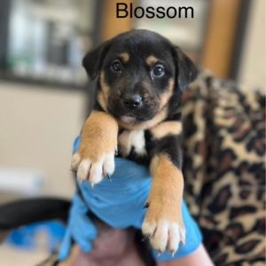Blossum Mixed Breed Dog
